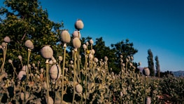 A field of peganum harmala plants under the sun.