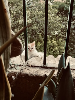A small cat peers between metal bars set in a stone ledge, surrounded by various plants. The background consists of dense green foliage creating a natural setting.