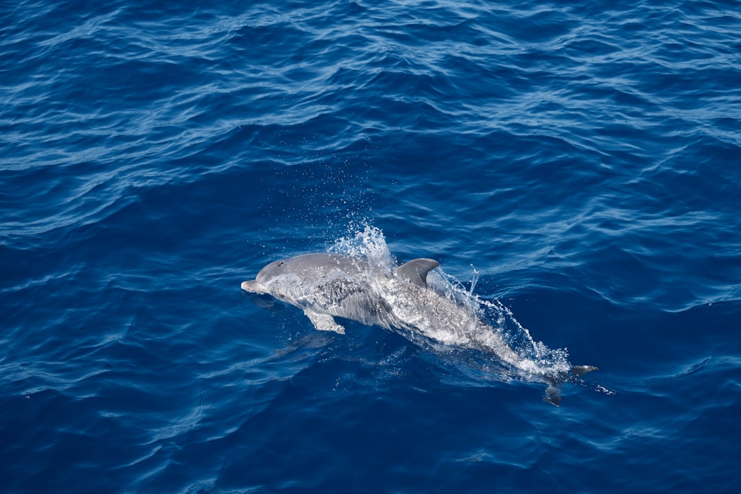 grey dolphin in the ocean