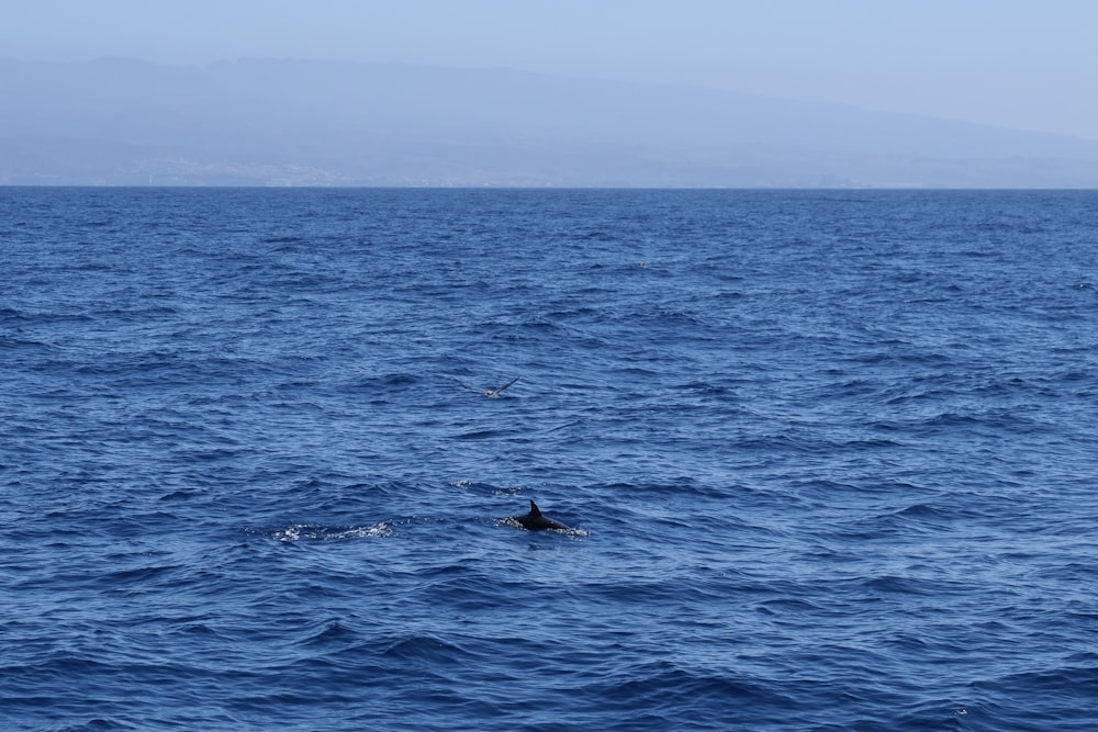 person surfing on blue sea during daytime