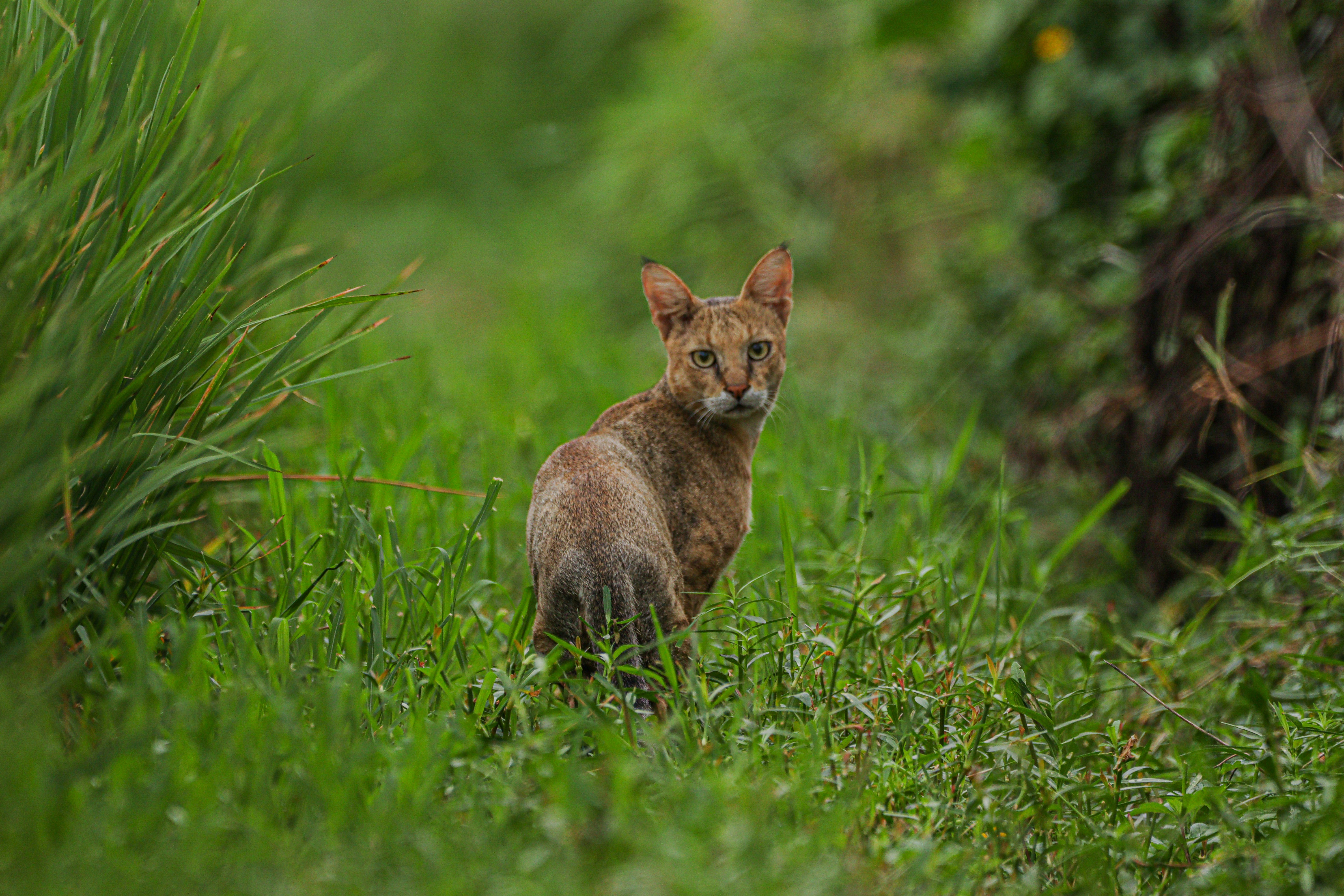 Photo by tejawildlife