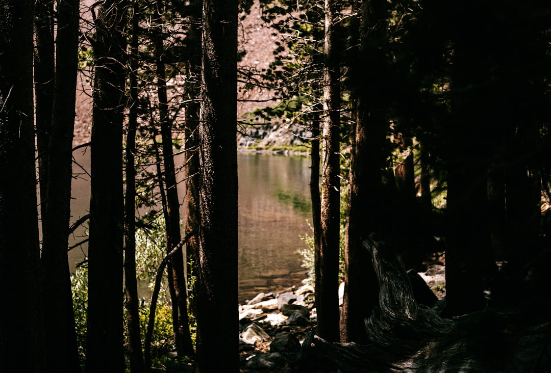 brown tree trunk near body of water during daytime