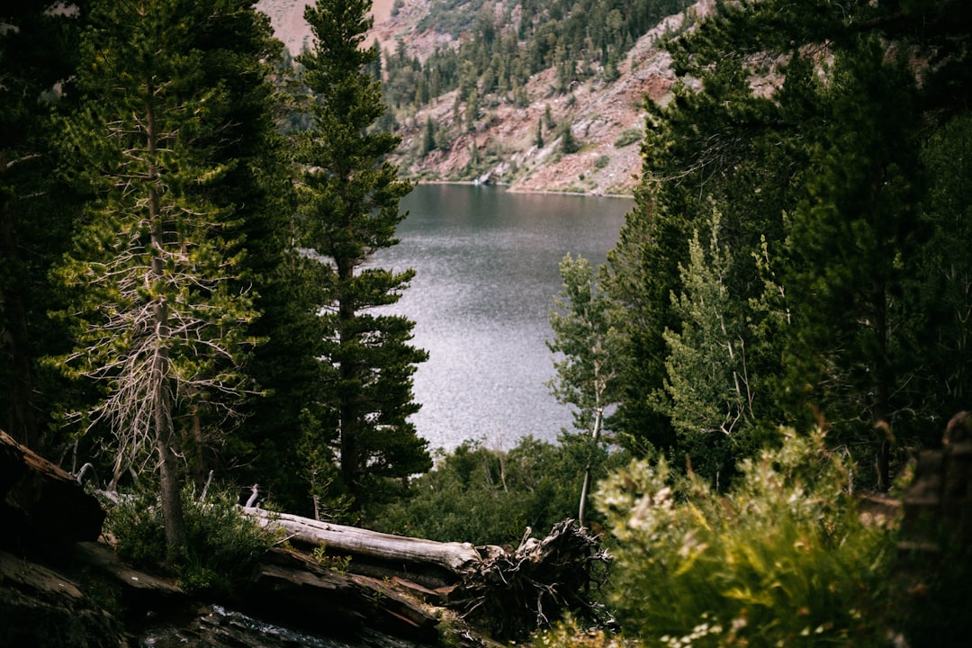 green pine trees near lake during daytime