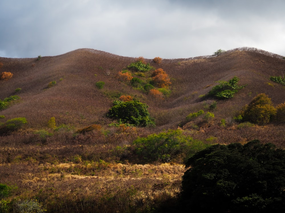 green and brown grass field under white clouds during daytime