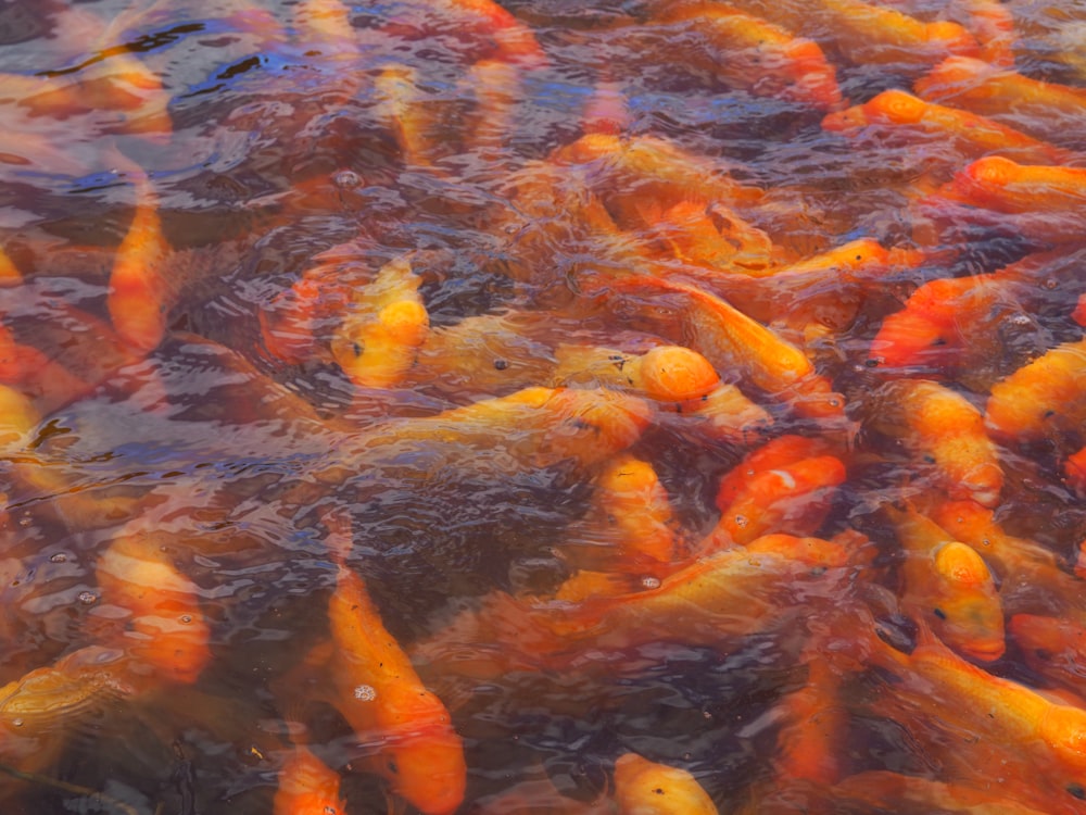 school of orange fish in water