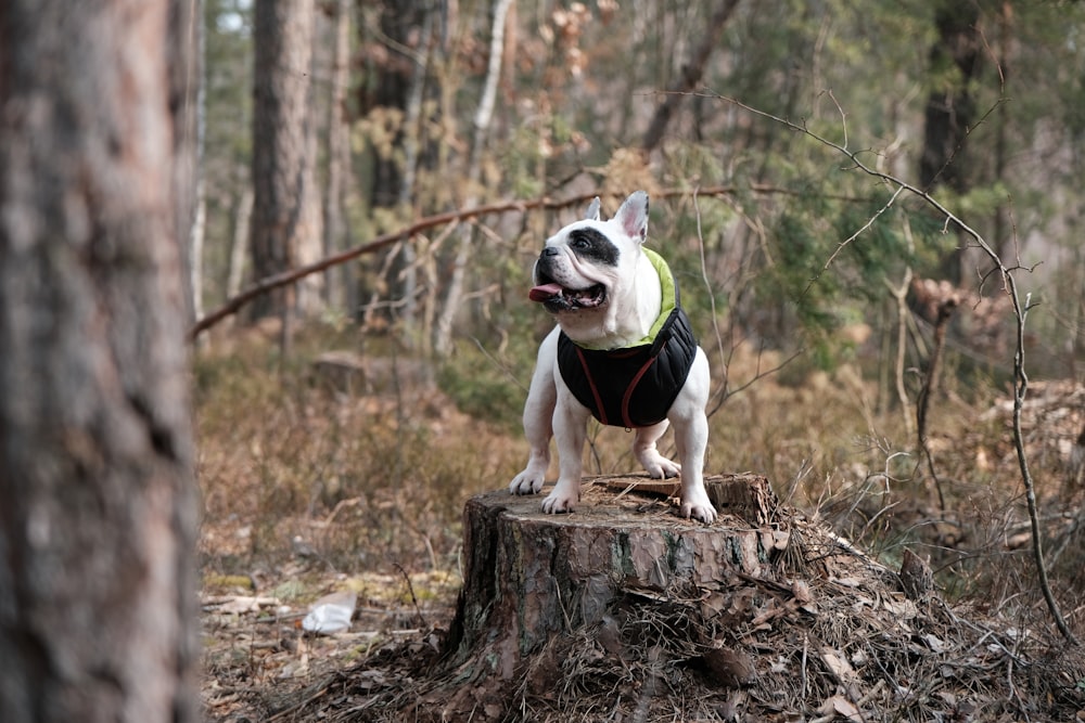 white and black short coated dog on brown tree log during daytime