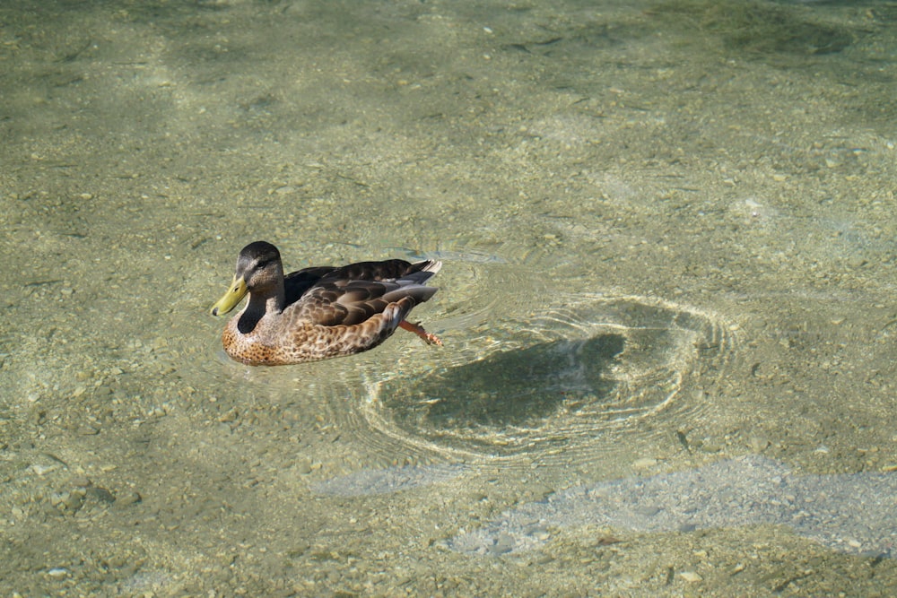 brown duck on water during daytime