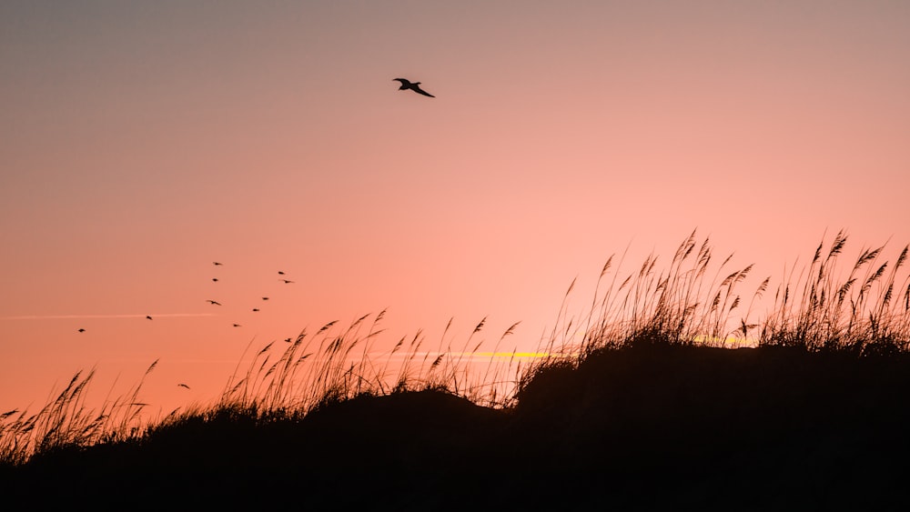 silhouette of birds flying over the grass during daytime