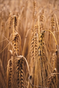 brown wheat field during daytime
