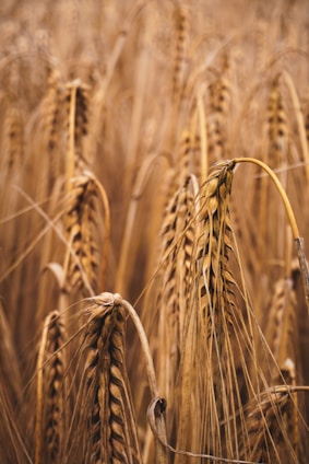 Cereals & Grains