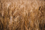 brown wheat field during daytime
