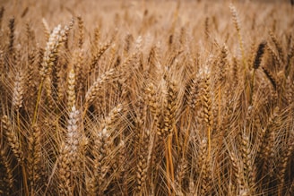 brown wheat field during daytime