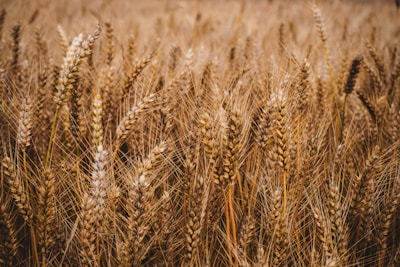 brown wheat field during daytime