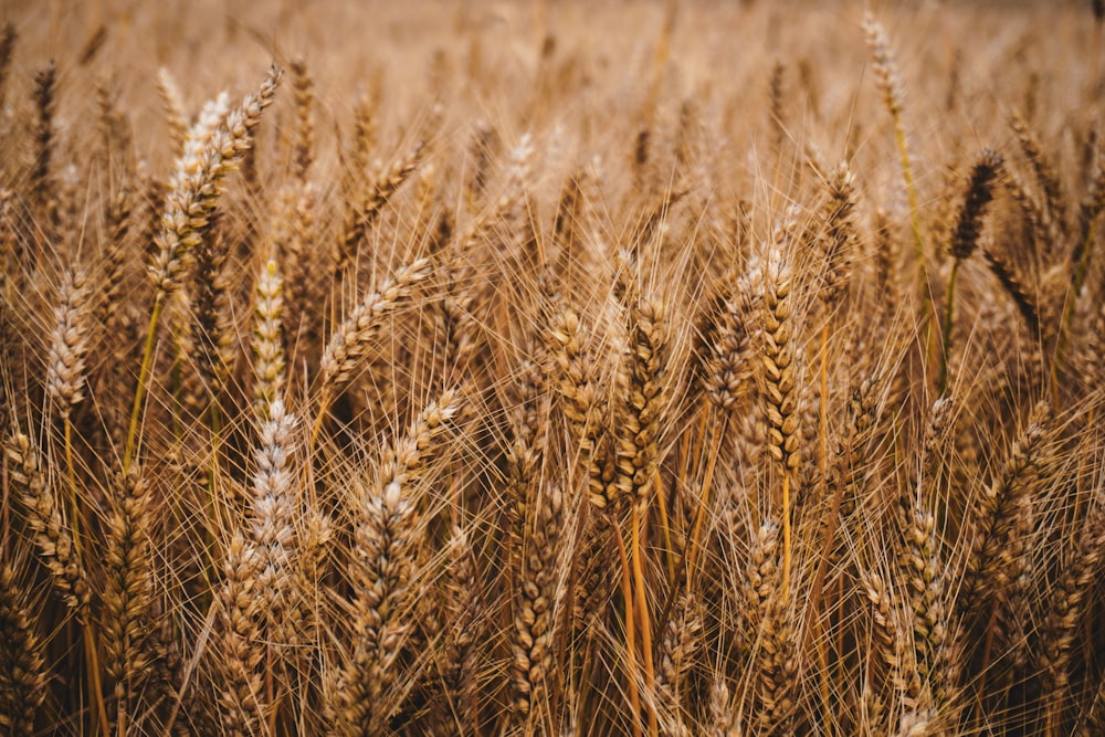 brown wheat field during daytime