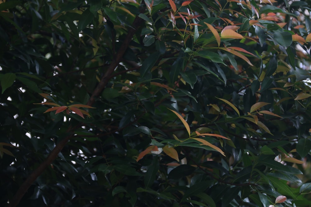 green and brown leaves plant