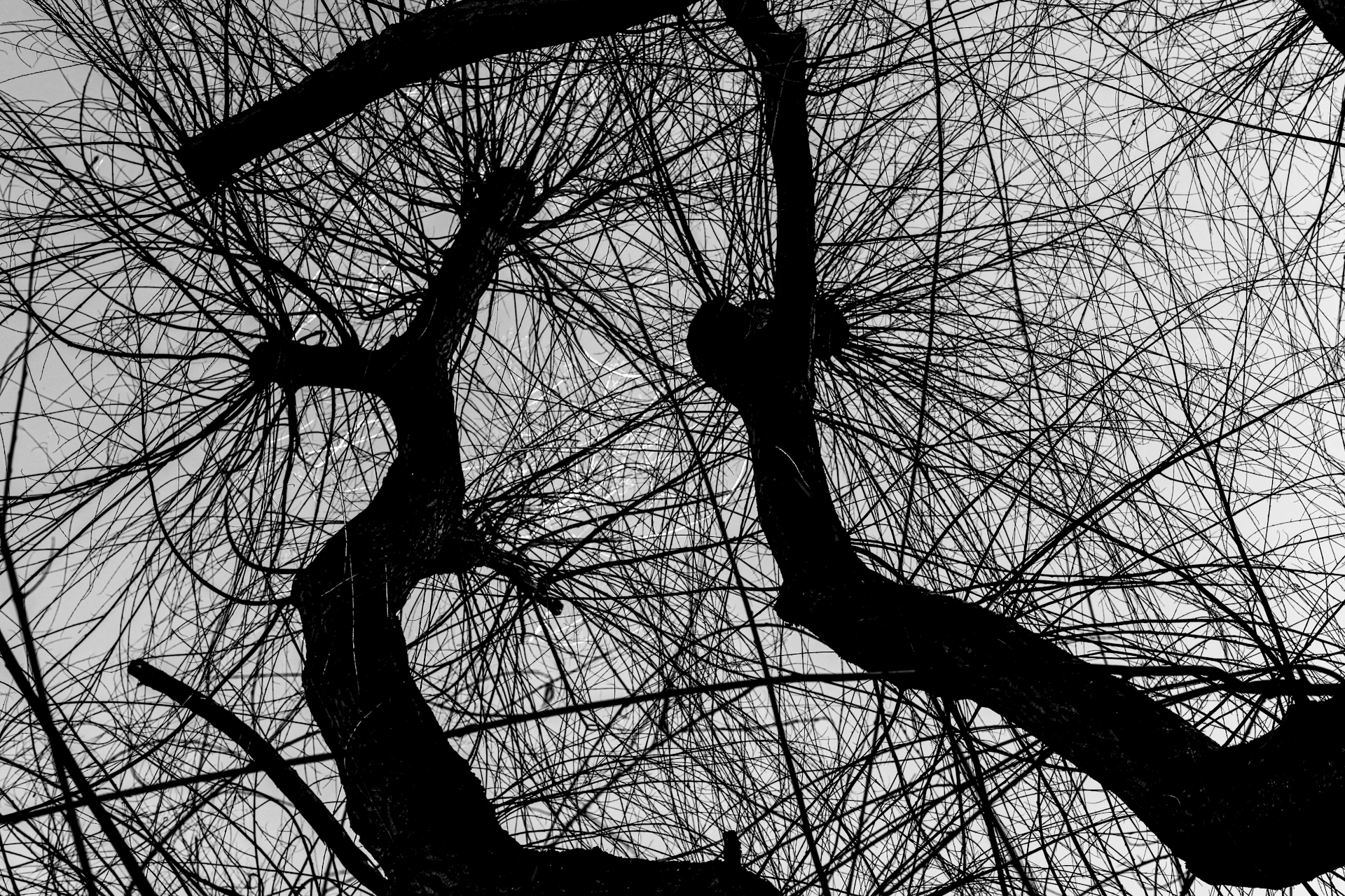 low angle photography of leafless tree