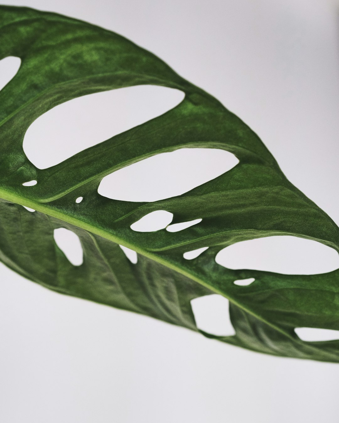 green leaf with water droplets