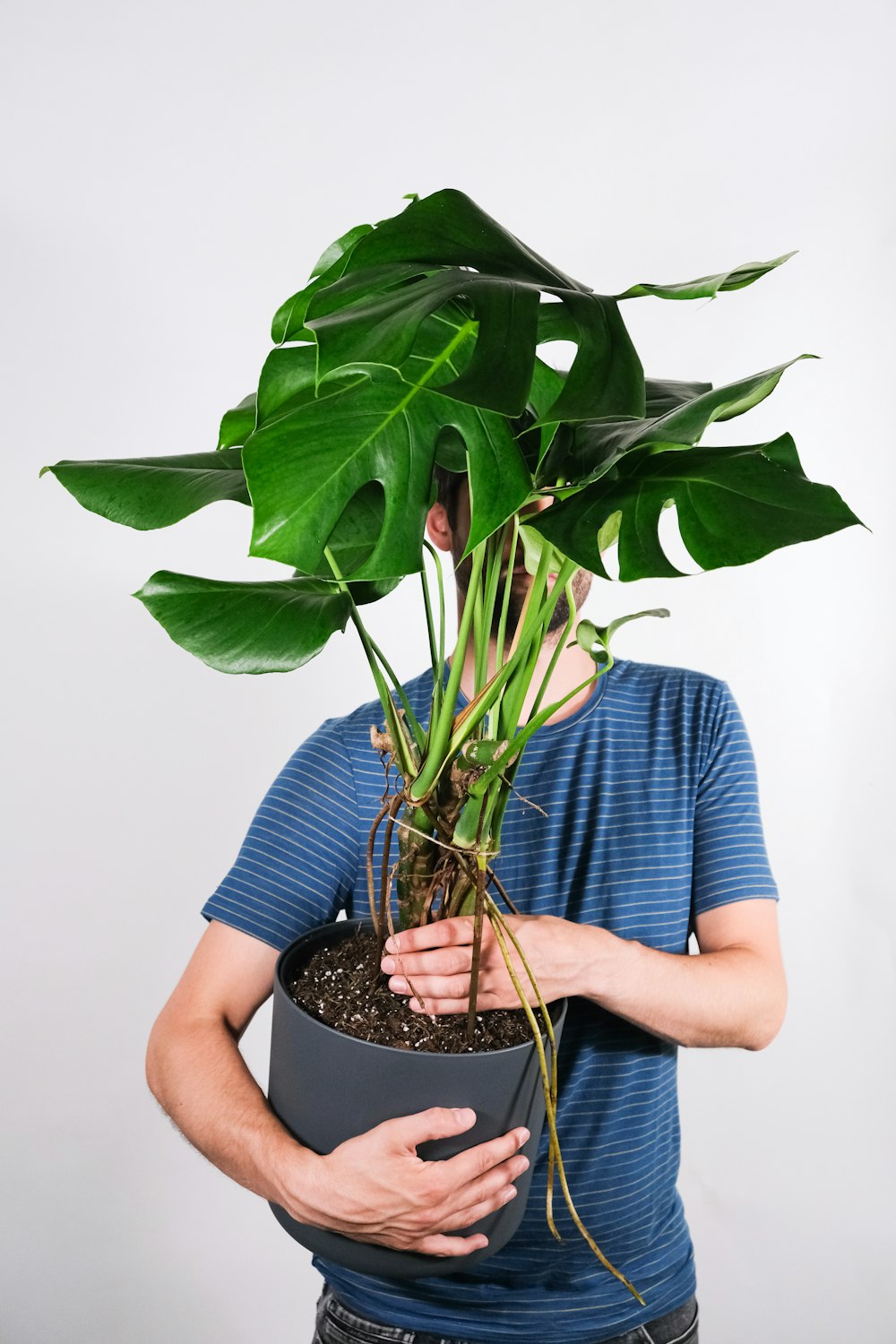 hombre con camisa de rayas azules y blancas sosteniendo una planta verde