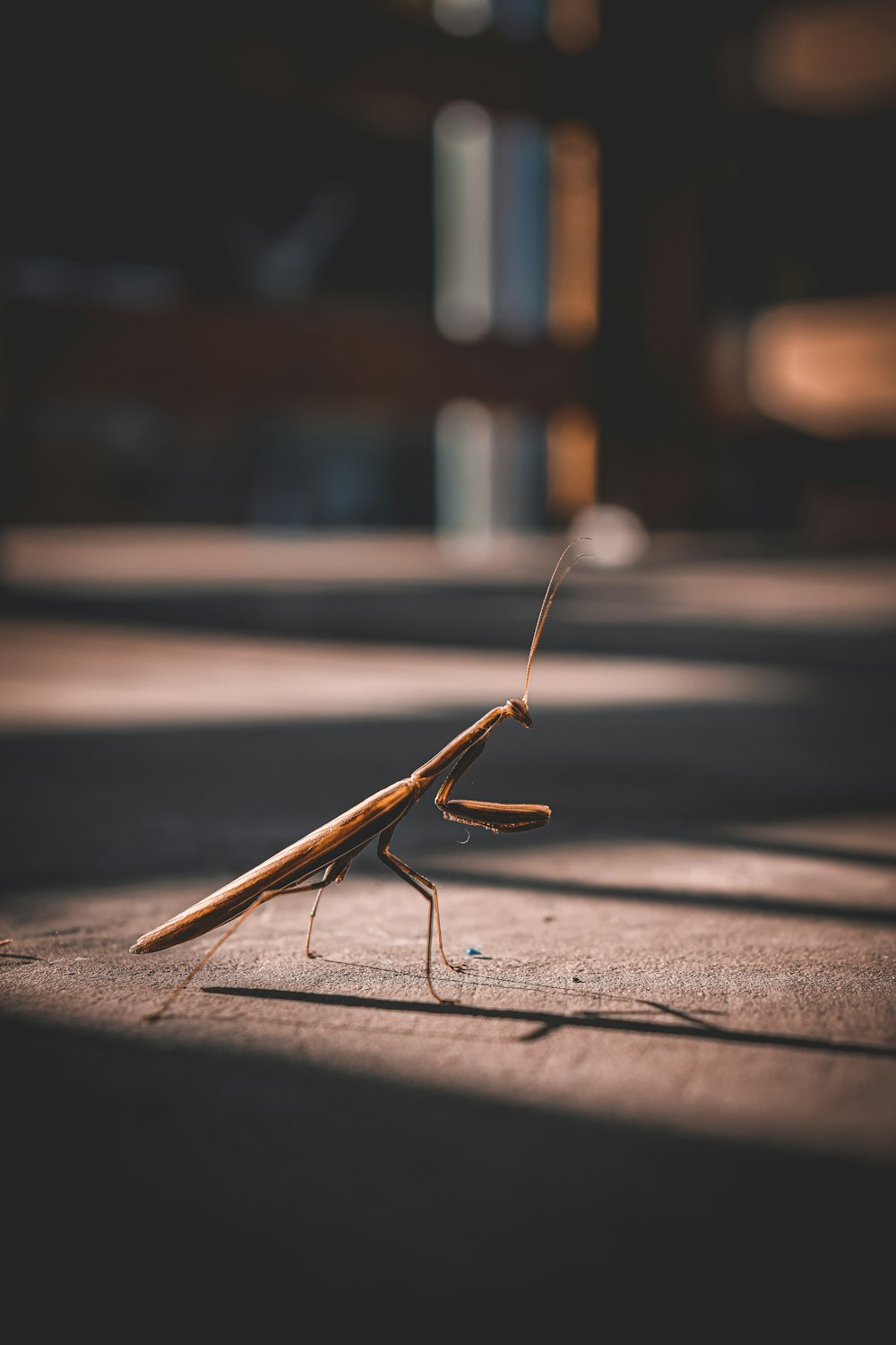 brown praying mantis on grey concrete floor during daytime