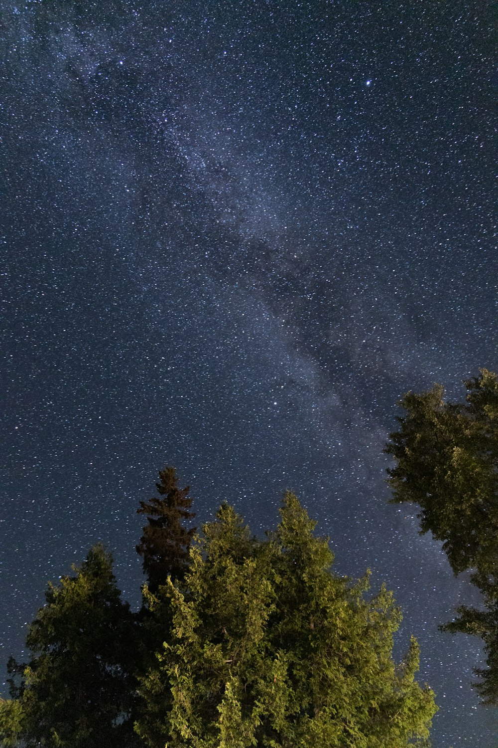 green trees under blue sky during night time