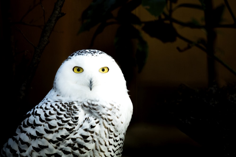 white and black owl on brown tree branch