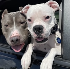 Happy dogs riding the colorful K-9 Pup Bus, eagerly looking out the windows on a sunny day.