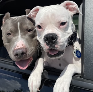 A joyful group of dogs riding happily on the Fetch Bus, looking out the windows with excitement.