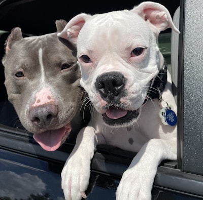 A joyful group of dogs riding happily on the Fetch Bus, looking out the windows with excitement.