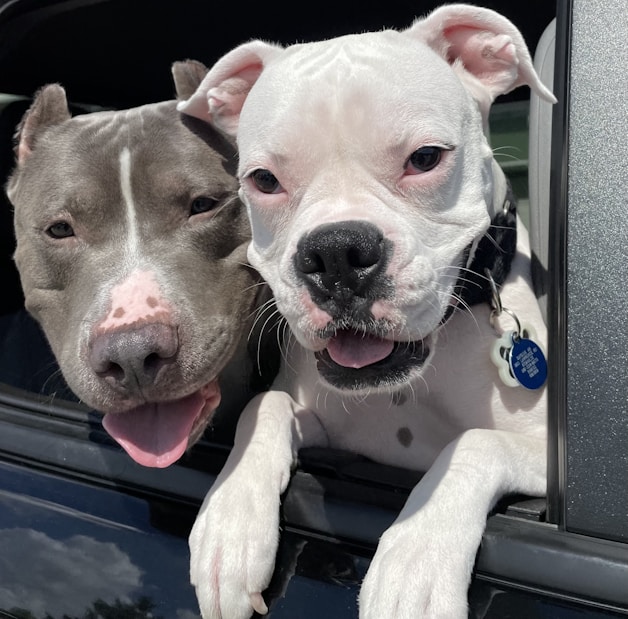 Happy dogs riding the colorful K-9 Pup Bus, eagerly looking out the windows on a sunny day.