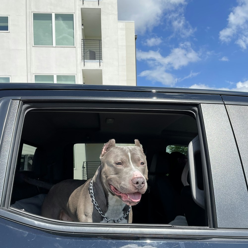 brown short coated dog in car