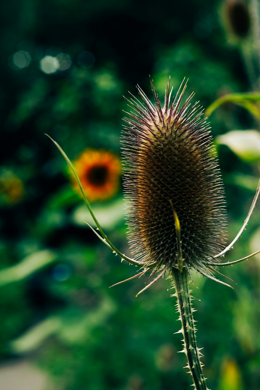 brown and green plant in close up photography