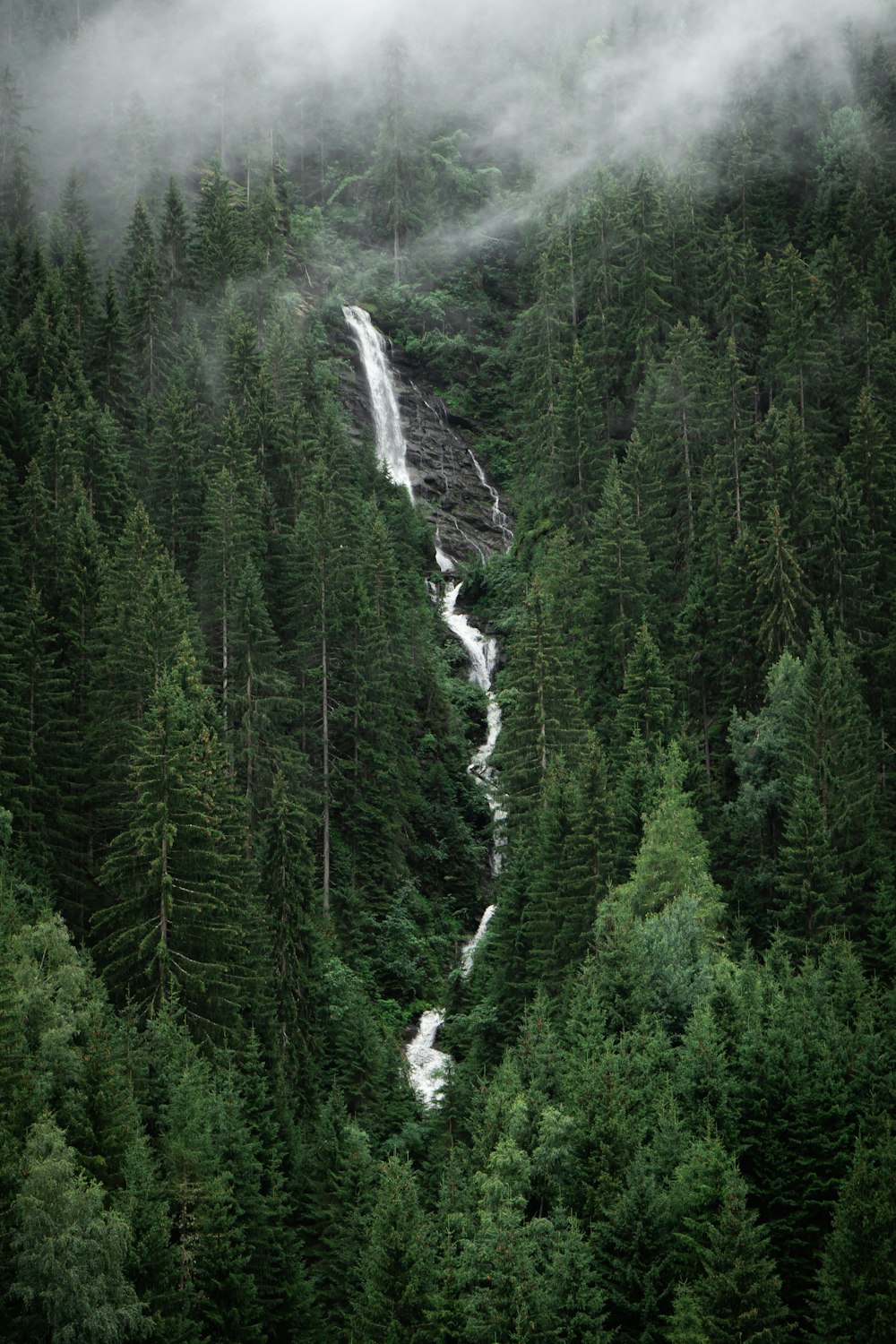 green pine trees during daytime