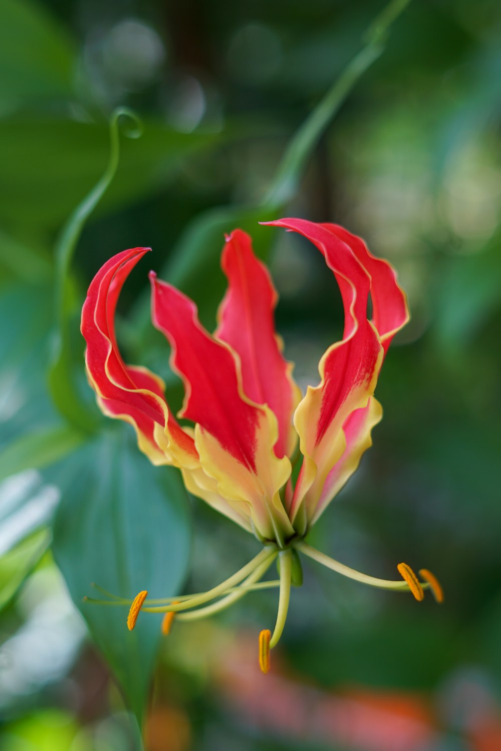 red and yellow flower in tilt shift lens