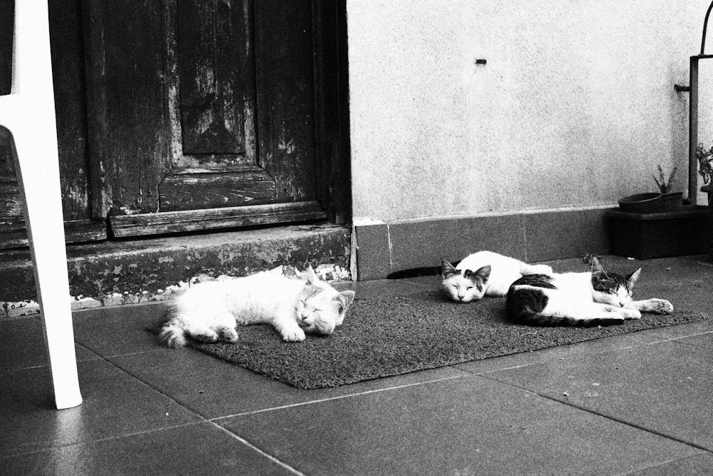 grayscale photo of 2 dogs lying on floor