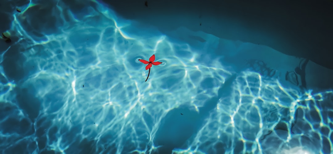 red starfish in the water