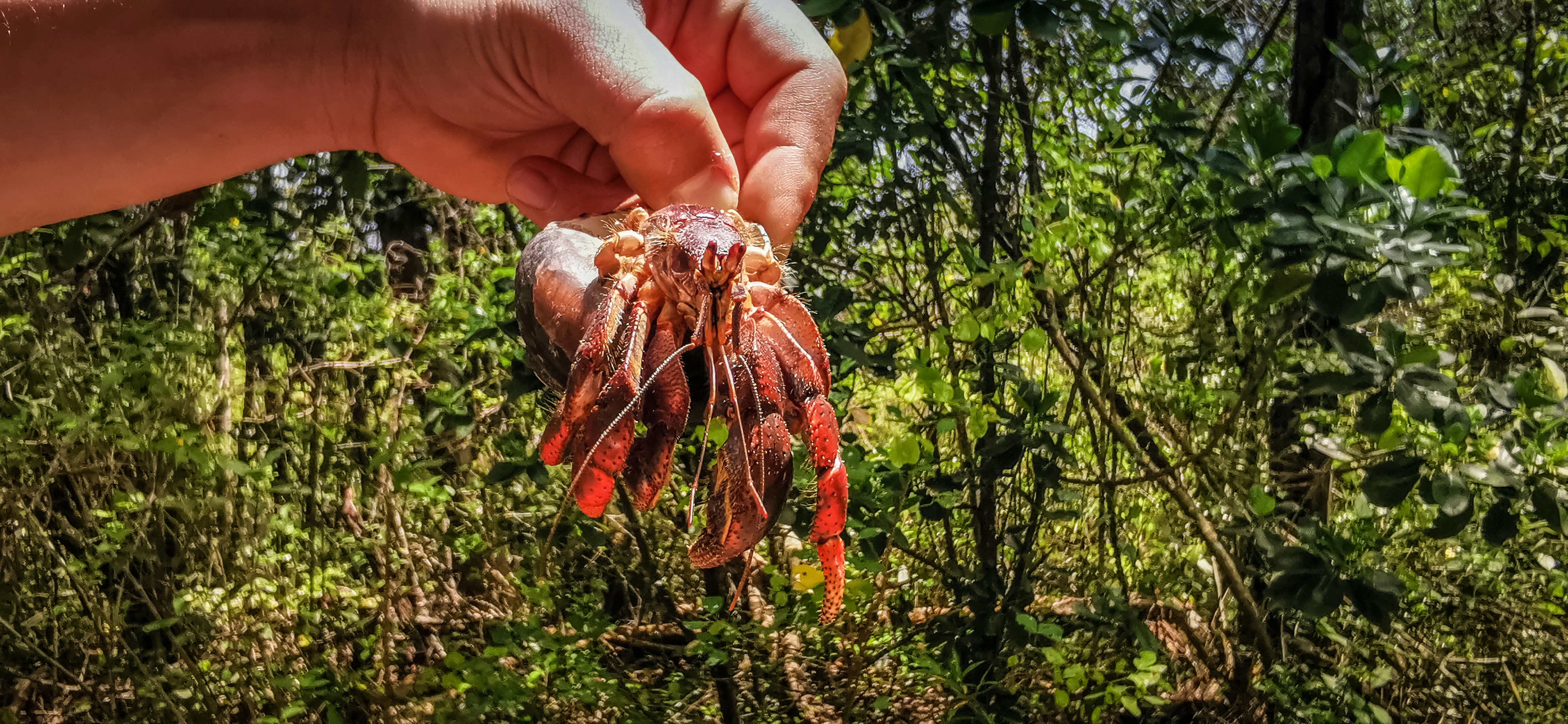 brown crab on persons hand, 