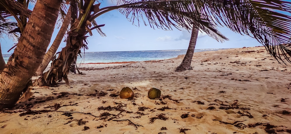 Fruta de coco marrón en la playa durante el día