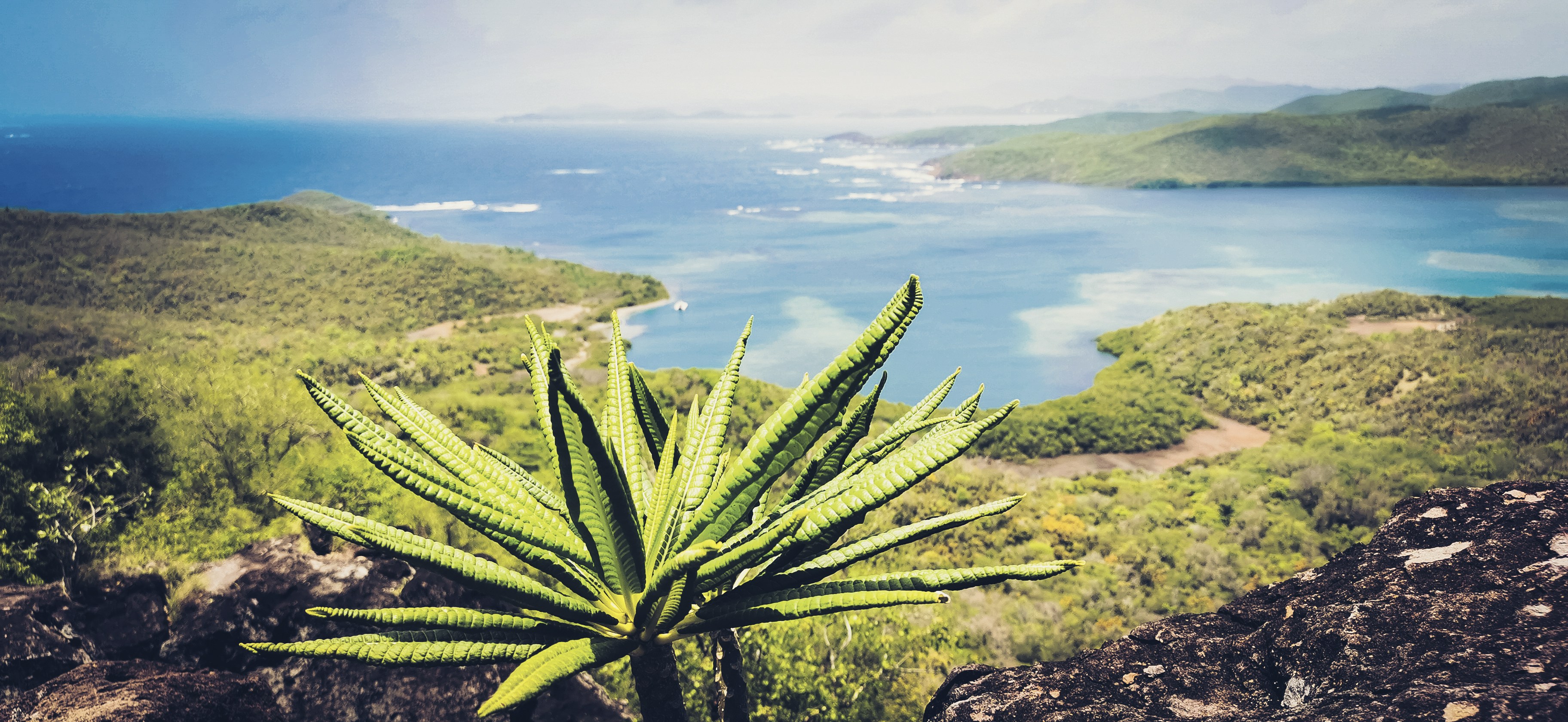 green plant on brown rock near body of water during daytime, 