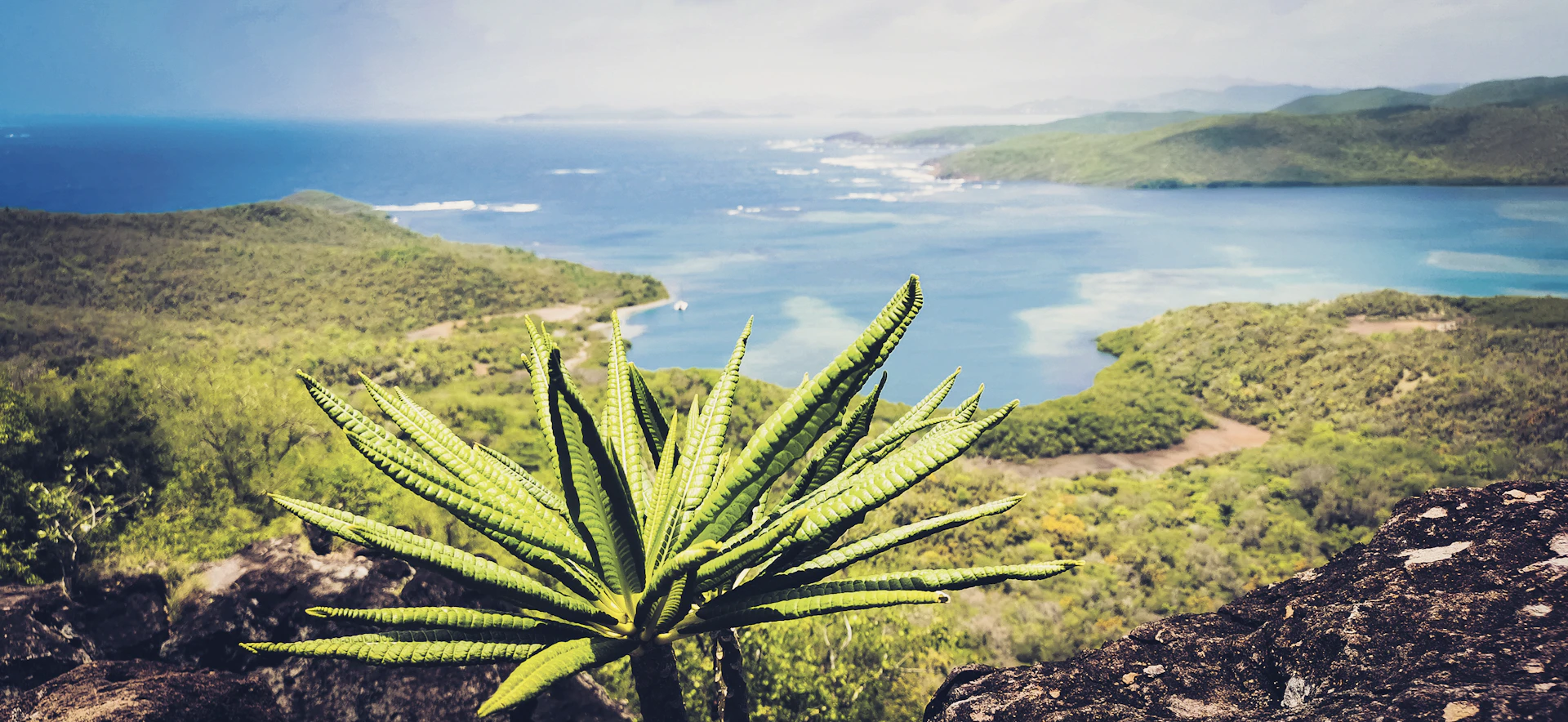 green plant on brown rock near body of water during daytime