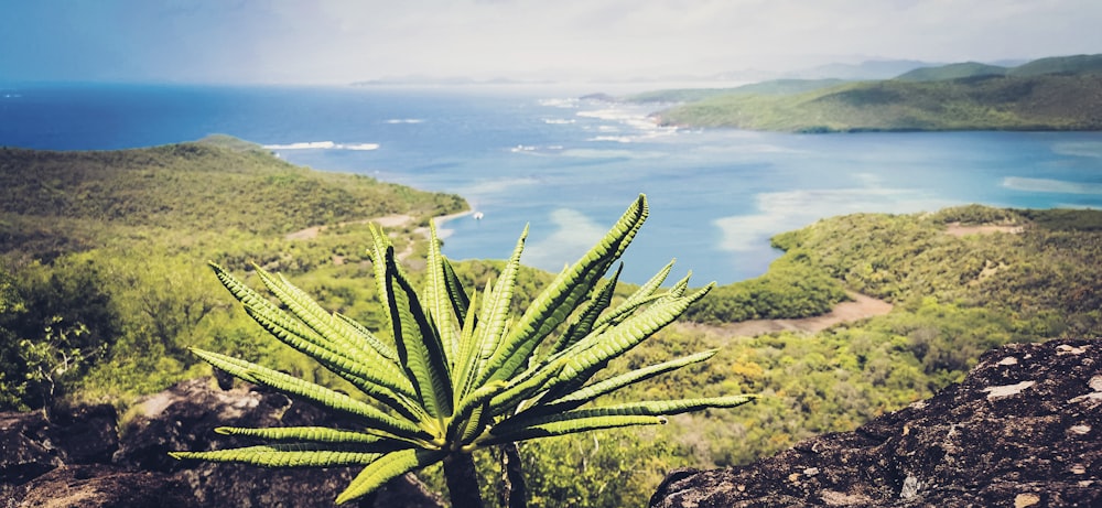 green plant on brown rock near body of water during daytime