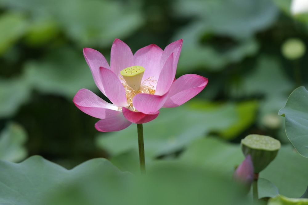 Flor de loto rosa en flor durante el día
