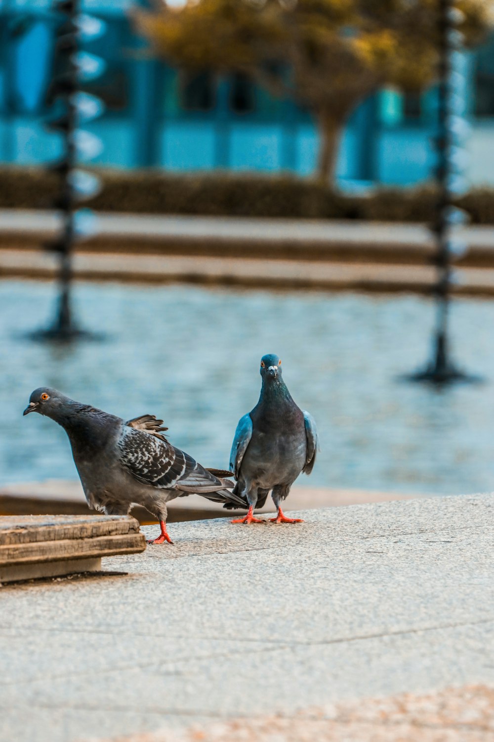 black and gray pigeon on brown wooden bench