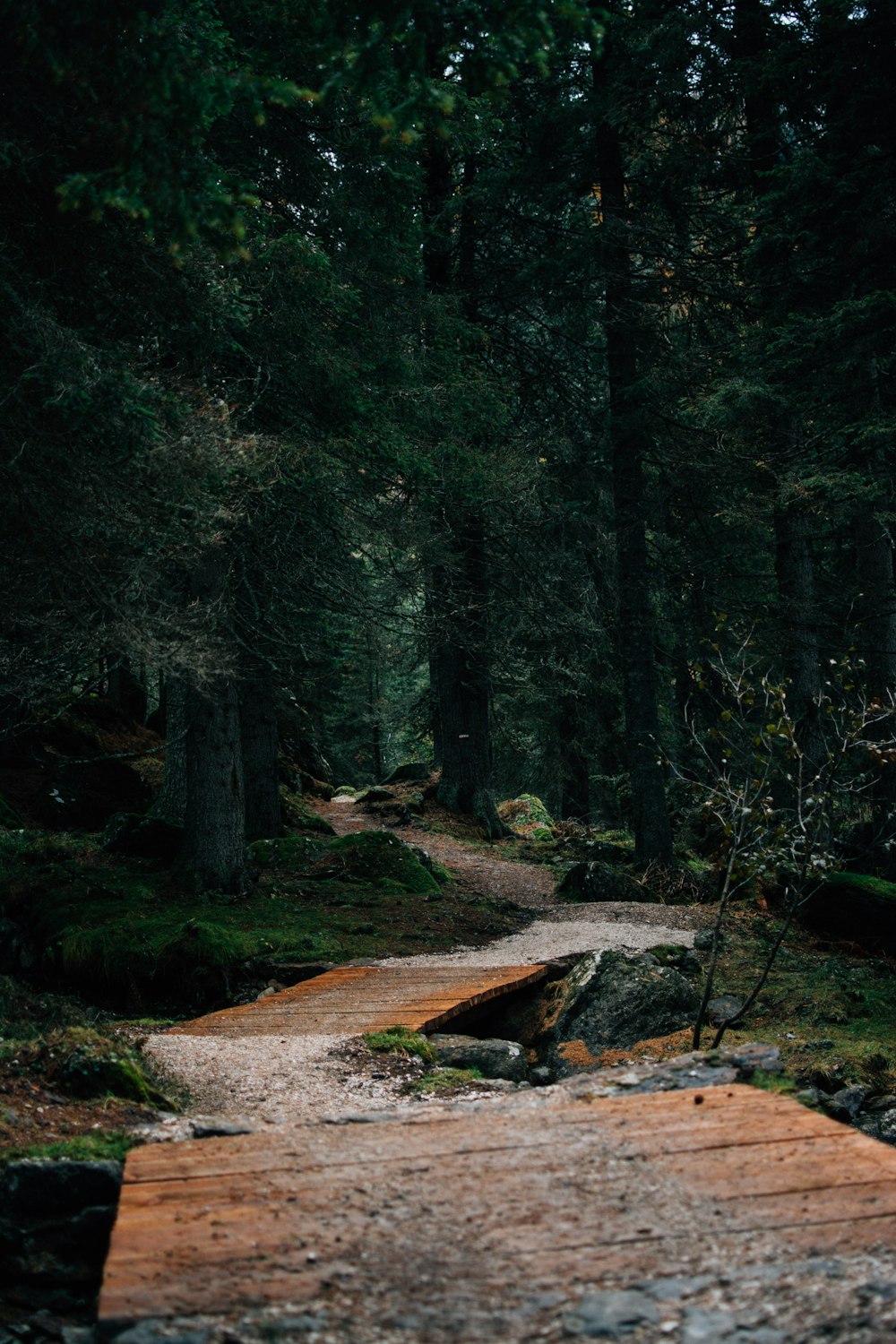 green trees on brown soil