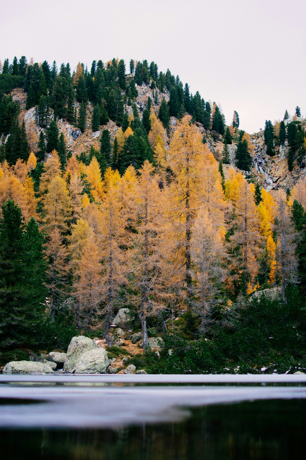 green and yellow trees under blue sky during daytime