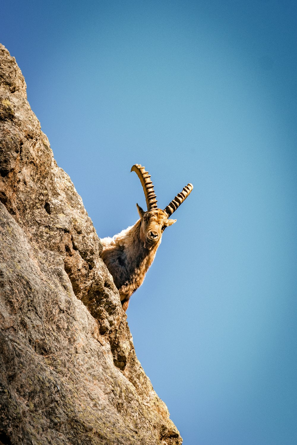 brown ram on brown rock under blue sky during daytime