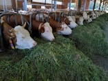 A row of cows with brown and white markings is lined up inside a barn, eating fresh green hay from a feeding trough. The animals are collared and numbered, and the barn's structure includes metal bars and wooden elements. Sunlight filters through the open areas.