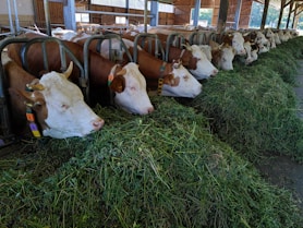 white and brown cow on green grass during daytime