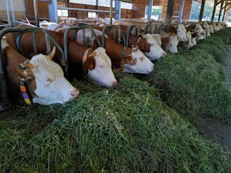 A row of cows with brown and white markings is lined up inside a barn, eating fresh green hay from a feeding trough. The animals are collared and numbered, and the barn's structure includes metal bars and wooden elements. Sunlight filters through the open areas.