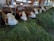 A row of cows with brown and white markings is lined up inside a barn, eating fresh green hay from a feeding trough. The animals are collared and numbered, and the barn's structure includes metal bars and wooden elements. Sunlight filters through the open areas.