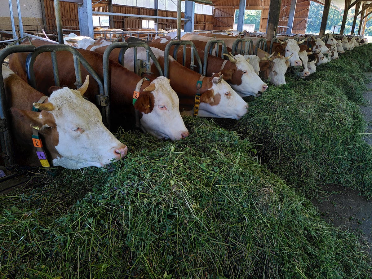 Cattle grazing on a farm representing the beef industry